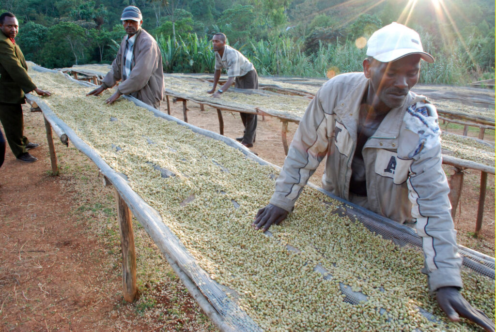 ethiopa coffee